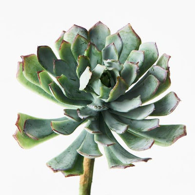 Succulent Pack of 12