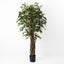 2 x Ficus Royal Tree