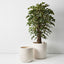 2 x Ficus Royal Tree
