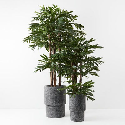 2 x Palm Kentia