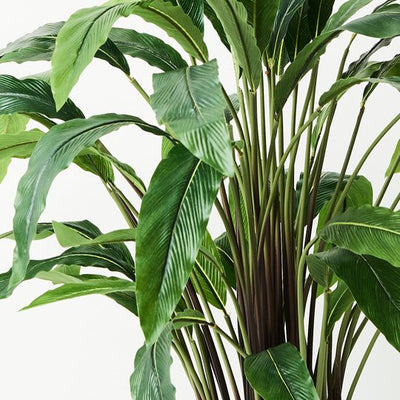 2 x Calathea Plant