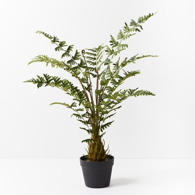 2 x Fern Royal Plant