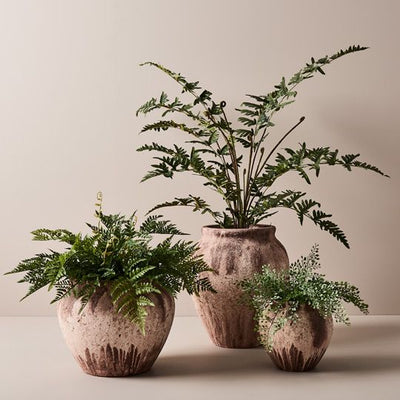 2 x Fern Royal Plant