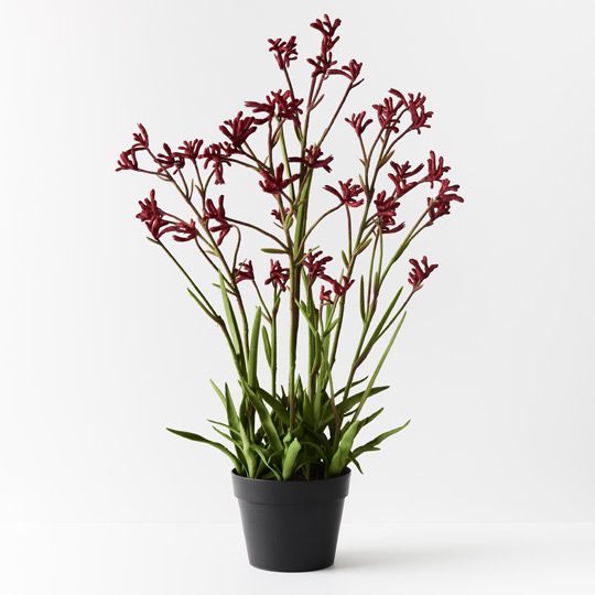 2 x Kangaroo Paw Plant