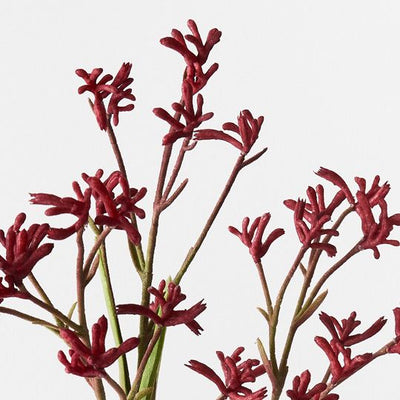 2 x Kangaroo Paw Plant