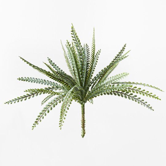 12 x Fern Ostrich Bush