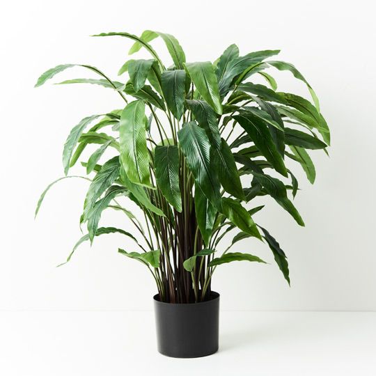 2 x Calathea Plant