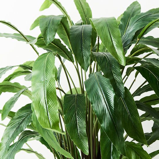 2 x Calathea Plant