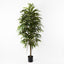 2 x Longifolia Tree