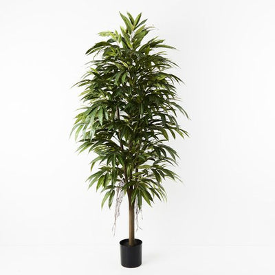 2 x Longifolia Tree