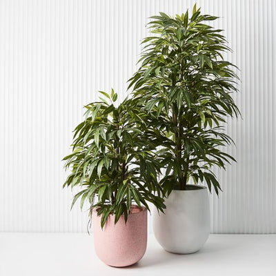 2 x Longifolia Tree