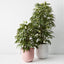 Longifolia Tree