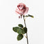 12 x Rose Bud Livia