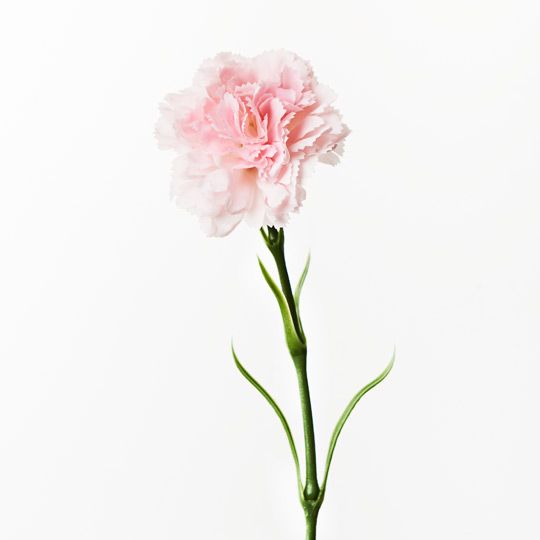 12 x Carnation