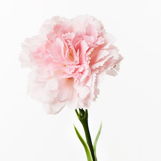 12 x Carnation