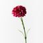 12 x Carnation