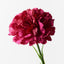12 x Carnation