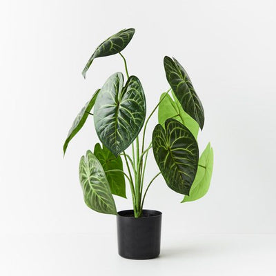 2 x Anthurium Clarinervium Plant