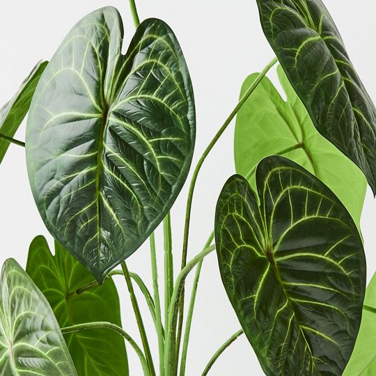 2 x Anthurium Clarinervium Plant