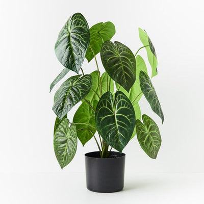 2 x Anthurium Clarinervium Plant