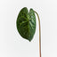 12 x Anthurium Clarinervium Leaf