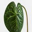 12 x Anthurium Clarinervium Leaf