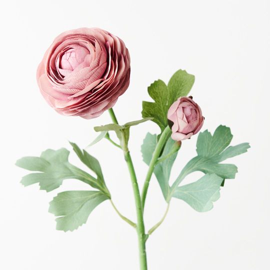 12 x Ranunculus Spray