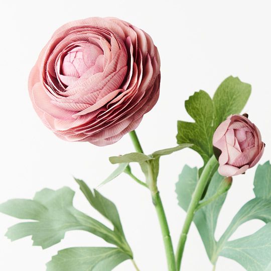 12 x Ranunculus Spray