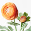 12 x Ranunculus Spray