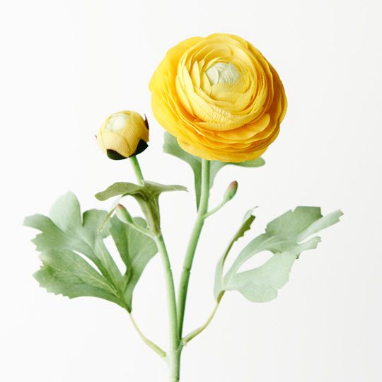 12 x Ranunculus Spray