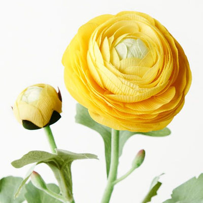 12 x Ranunculus Spray