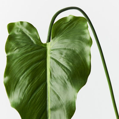 12 x Calla Lily Leaf