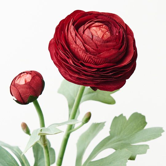 12 x Ranunculus Spray