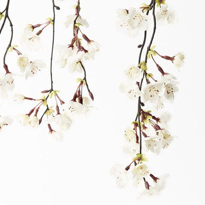 12 x Blossom Cherry Hanging