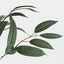 12 x Eucalyptus Long Leaf Spray