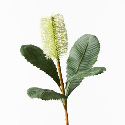 12 x Banksia Robur