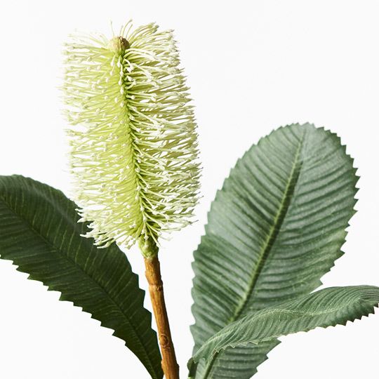 12 x Banksia Robur