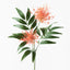 12 x Grevillea Spray