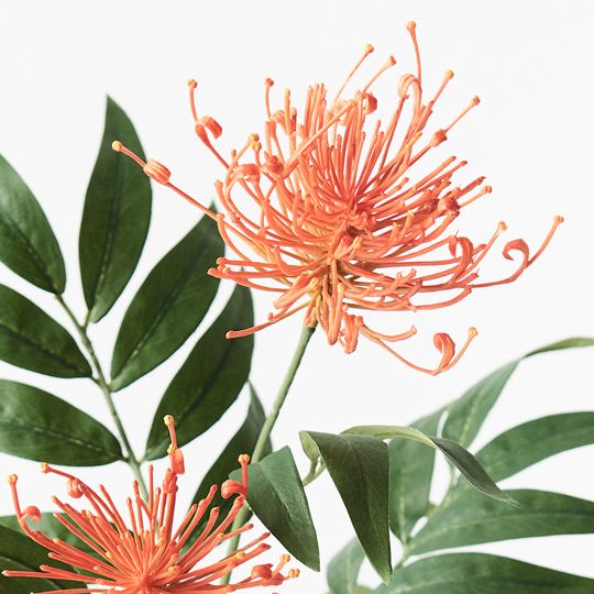 12 x Grevillea Spray