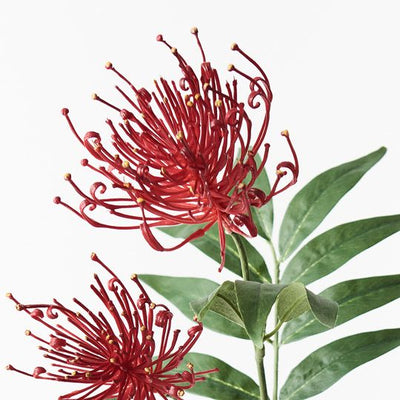 12 x Grevillea Spray