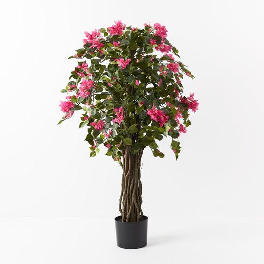 2 x Bougainvillea Tree