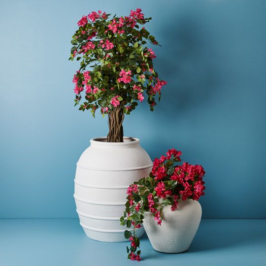 2 x Bougainvillea Tree