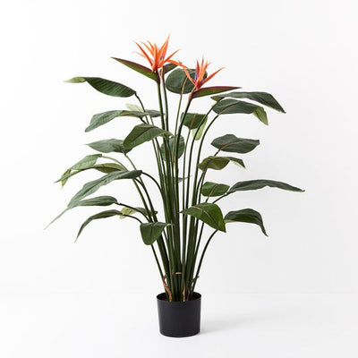 2 x Bird of Paradise Plant