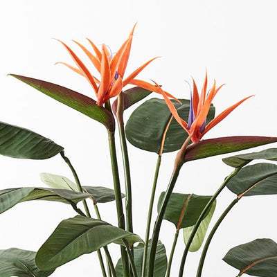 2 x Bird of Paradise Plant