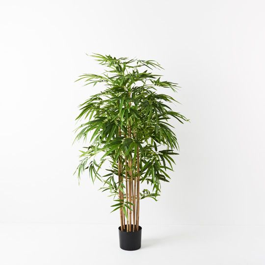 2 x Bamboo Golden Plant