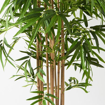 2 x Bamboo Golden Plant