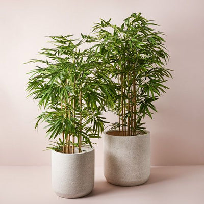 2 x Bamboo Golden Plant