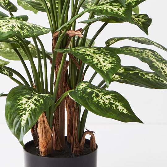 2 x Dieffenbachia Plant