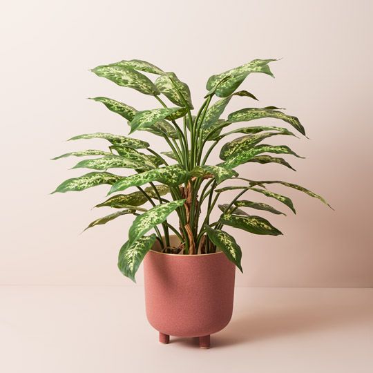 2 x Dieffenbachia Plant