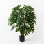 2 x Philodendron Selloum Plant